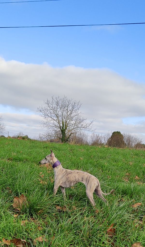 Shelby Du Domaine Du Mont Laur